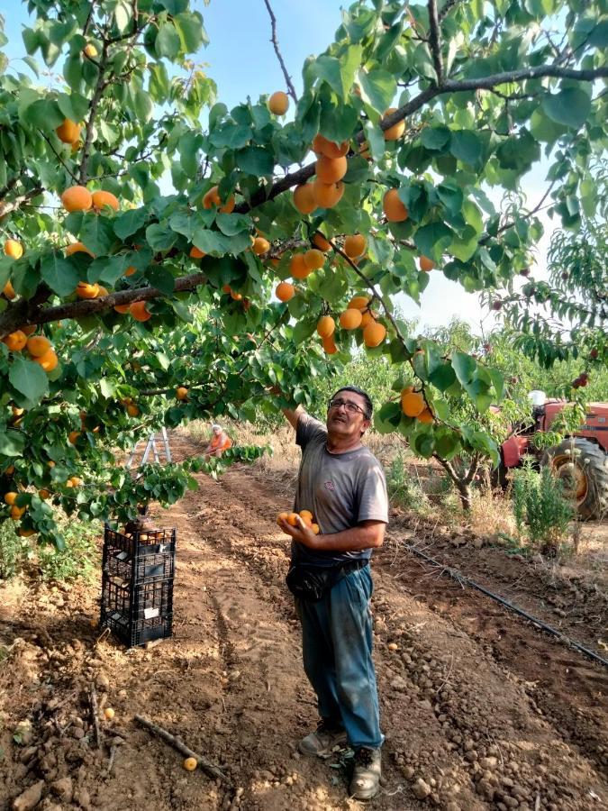 I Doni Del Mandorlo Séjour à la ferme Alghero
